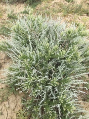 Tetradymia nuttallii