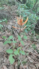 Erythrina leptorhiza