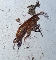 Talitroides topitotum