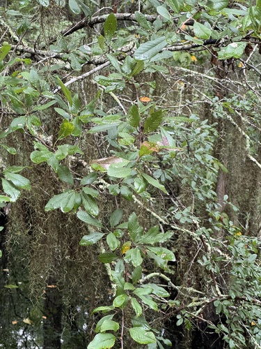 Image of Nyssa biflora by (c) Jeff Clark, some rights reserved (CC BY)