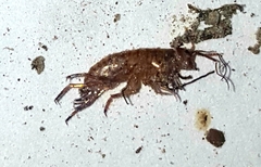 Talitroides topitotum