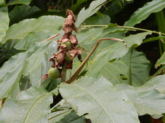 Alpinia uraiensis