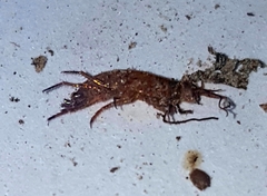 Talitroides topitotum