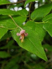 Vaccinium erythrocarpum