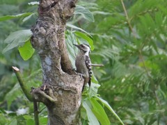 Dendrocopos analis