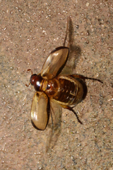 Paranomala hoepfneri