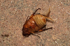 Paranomala hoepfneri