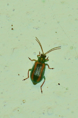 Diabrotica porracea