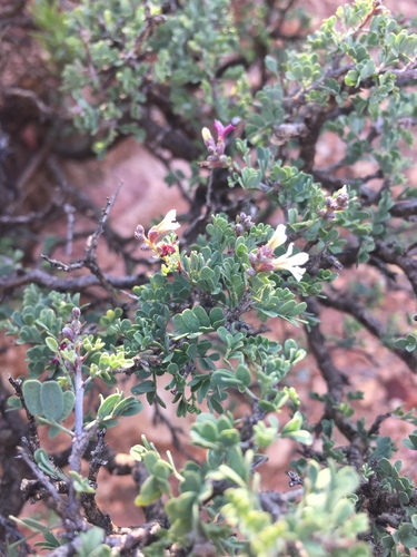 Eysenhardtia spinosa, photograph 1