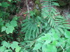 Green Mountain Maidenhair Fern - Photo (c) Choess, some rights reserved (CC BY-SA)