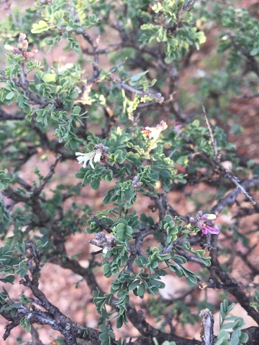 Eysenhardtia spinosa, photograph 2