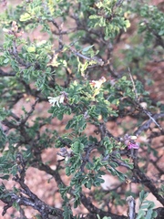 Eysenhardtia spinosa, photograph (c) Oscar C. González Martínez, some rights reserved (CC BY-SA)