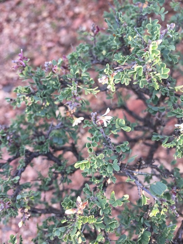 Eysenhardtia spinosa, photograph 3