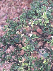 Eysenhardtia spinosa, photograph (c) Oscar C. González Martínez, some rights reserved (CC BY-SA)