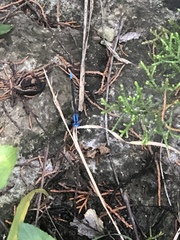 Argia funebris