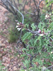 Eysenhardtia spinosa