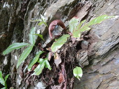 Tectaria harlandii