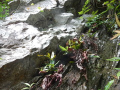 Tectaria harlandii