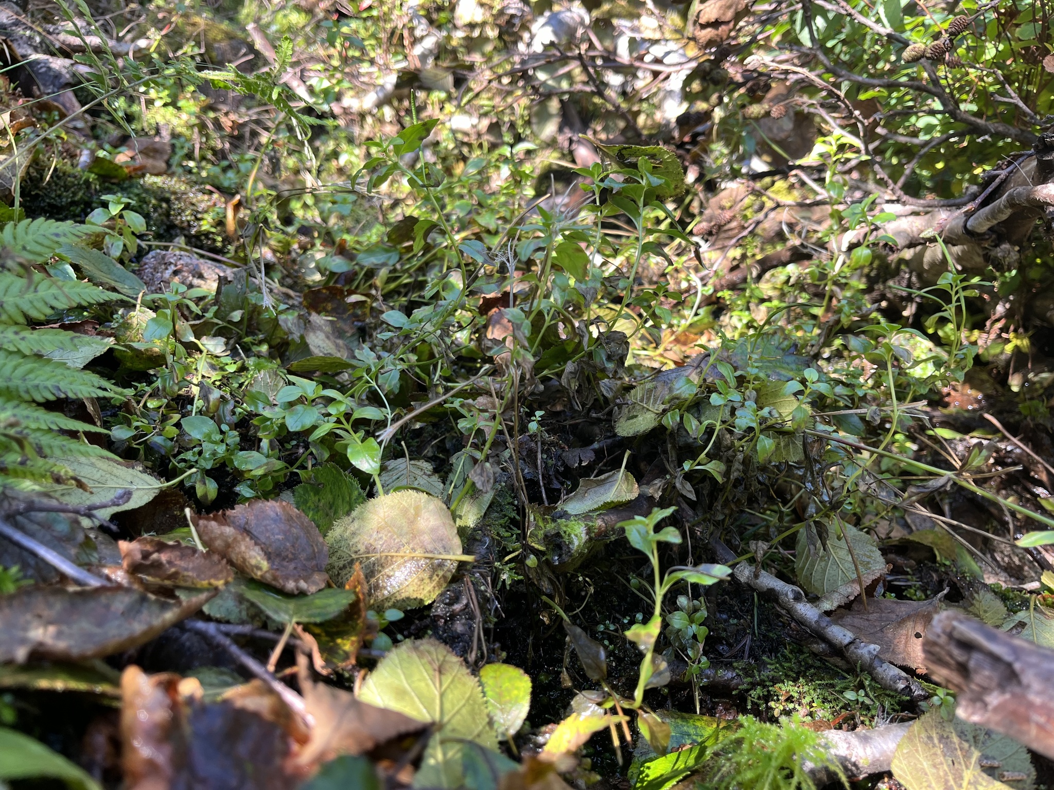 Imagem de Não há um nome popular amplamente reconhecido para "Epilobium hornemannii" no Brasil