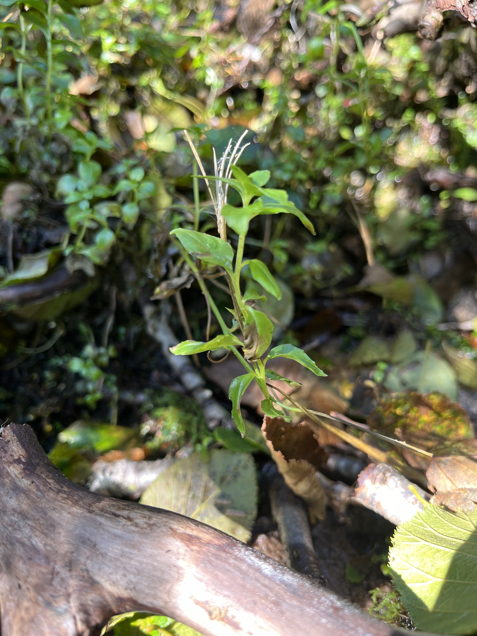 Imagem de Não há um nome popular amplamente reconhecido para "Epilobium hornemannii" no Brasil