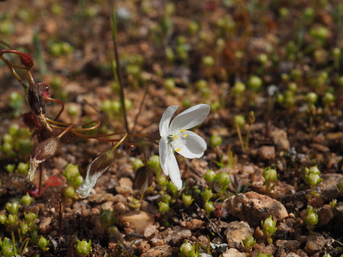 Drosera andersoniana