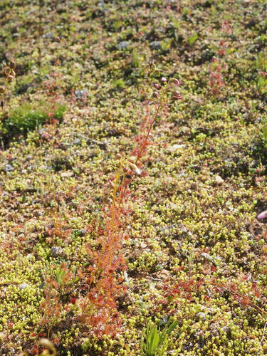 Drosera andersoniana