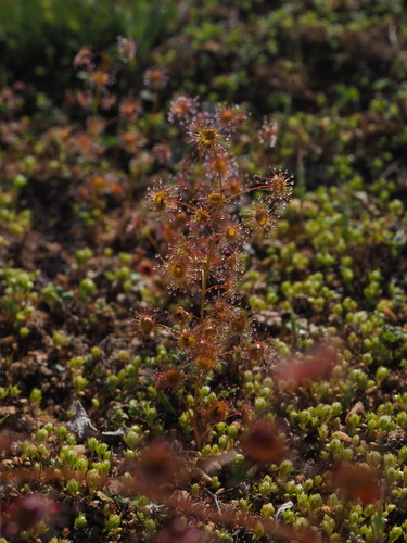 Drosera andersoniana