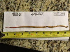 Diadophis punctatus regalis