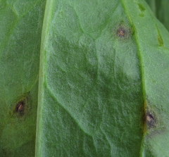 Alternaria