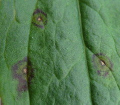 Alternaria