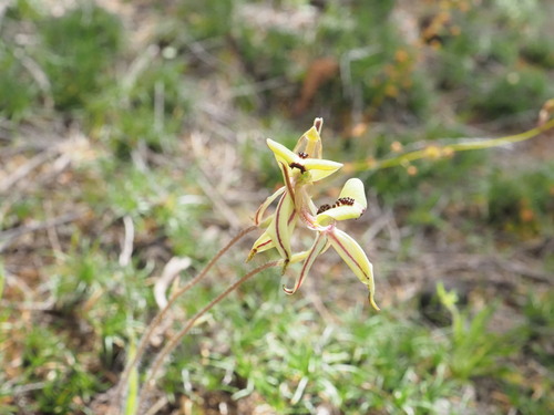 Image of Caladenia roei by (c) Hugo Innes, some rights reserved (CC BY)