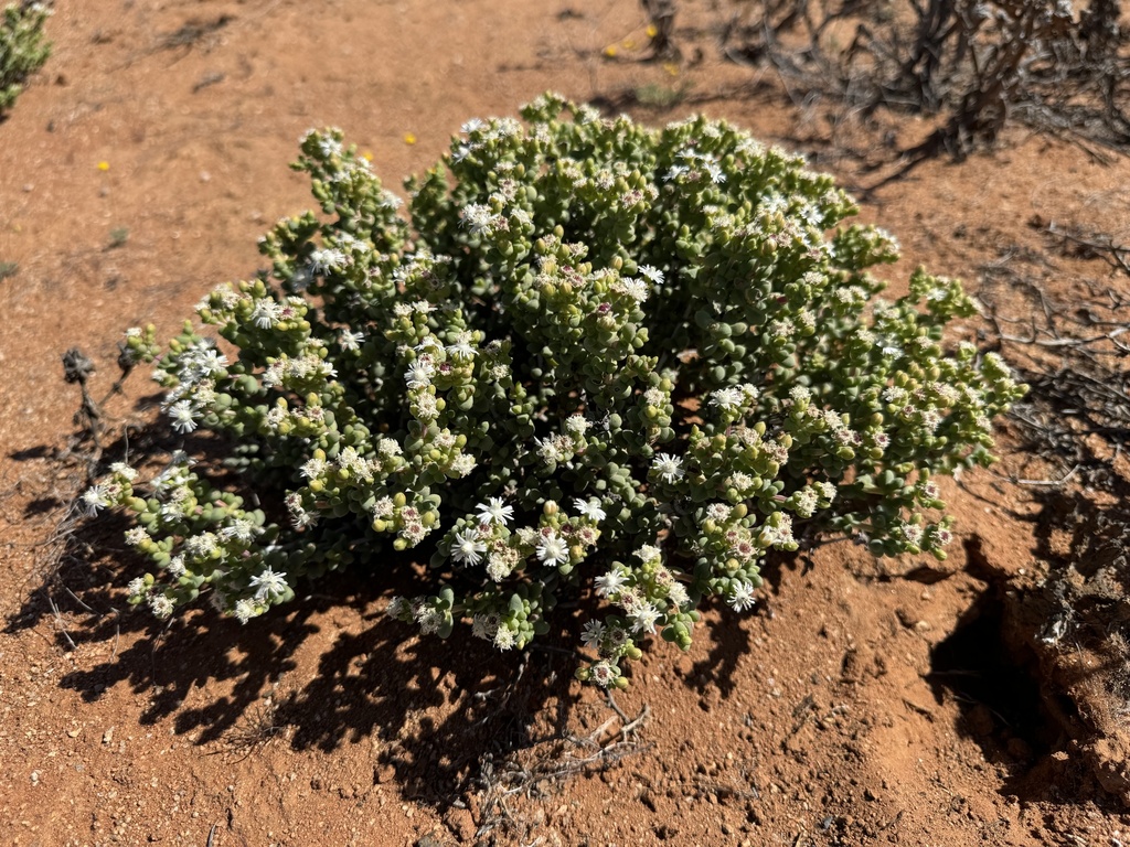 Eberlanzia ebracteata