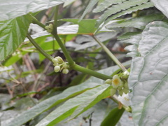 Begonia longifolia