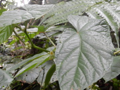 Begonia longifolia