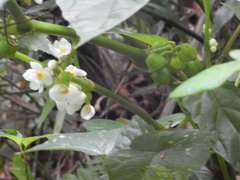 Begonia longifolia