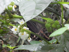 Begonia longifolia