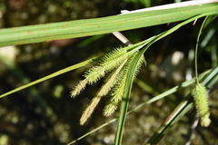 Carex comosa