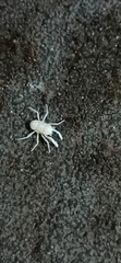 Munidopsis polymorpha