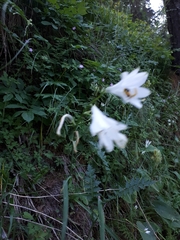 Paradisea liliastrum