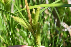 Carex comosa
