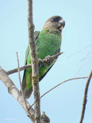 Poicephalus cryptoxanthus tanganyikae