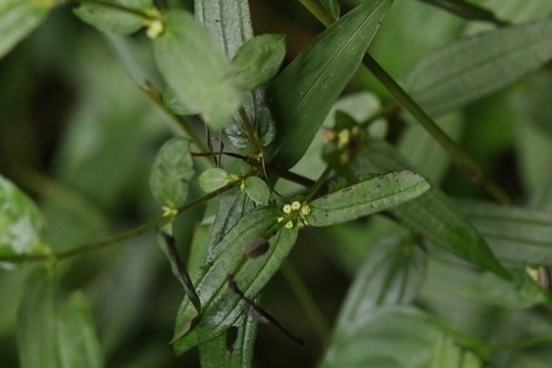 Image of Gonostegia hirta by no rights reserved