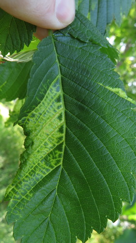 Woolly Elm Aphid photo 3