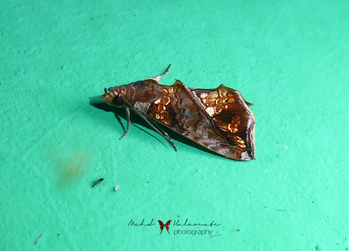 Plusiodonta multicolora
