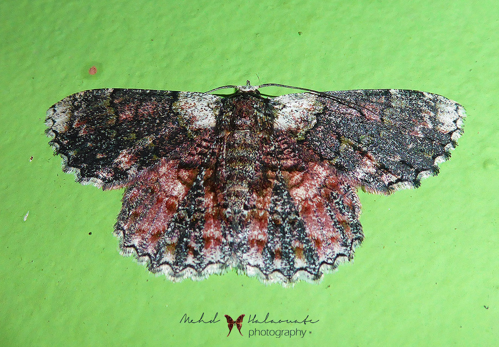 Hypodoxa emiliaria (Hypodoxa emiliaria)