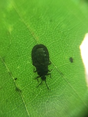 Aneurus inconstans