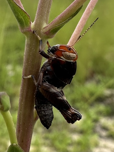 Little Eastern Grasshopper photo 4