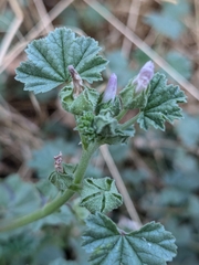Мальва незамеченная (Malva neglecta): происхождение и применение — фото 3