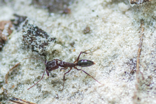 Florida Trap-jaw Ant photo 6