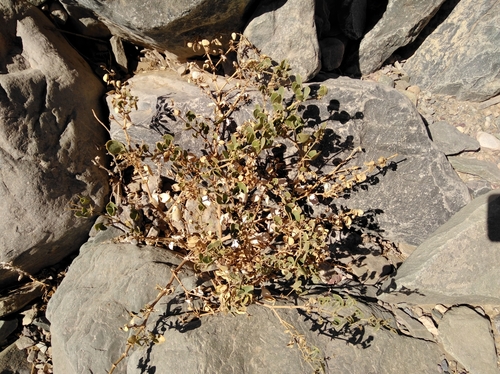 Image of Fagonia capensis by (c) Brian du Preez, some rights reserved (CC BY-SA)